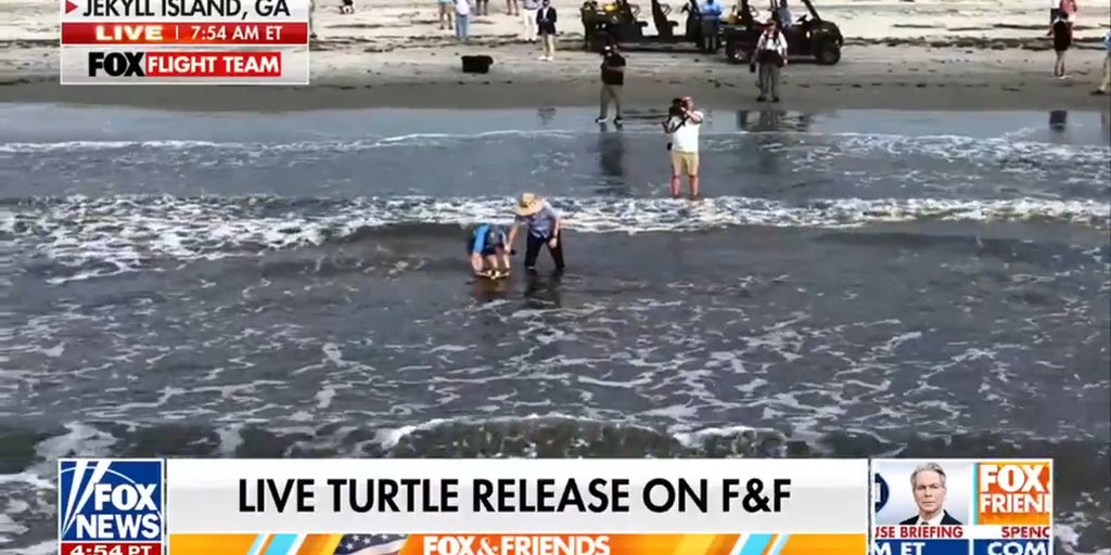 Endangered Kemp's ridley sea turtle released into ocean on Jekyll Island