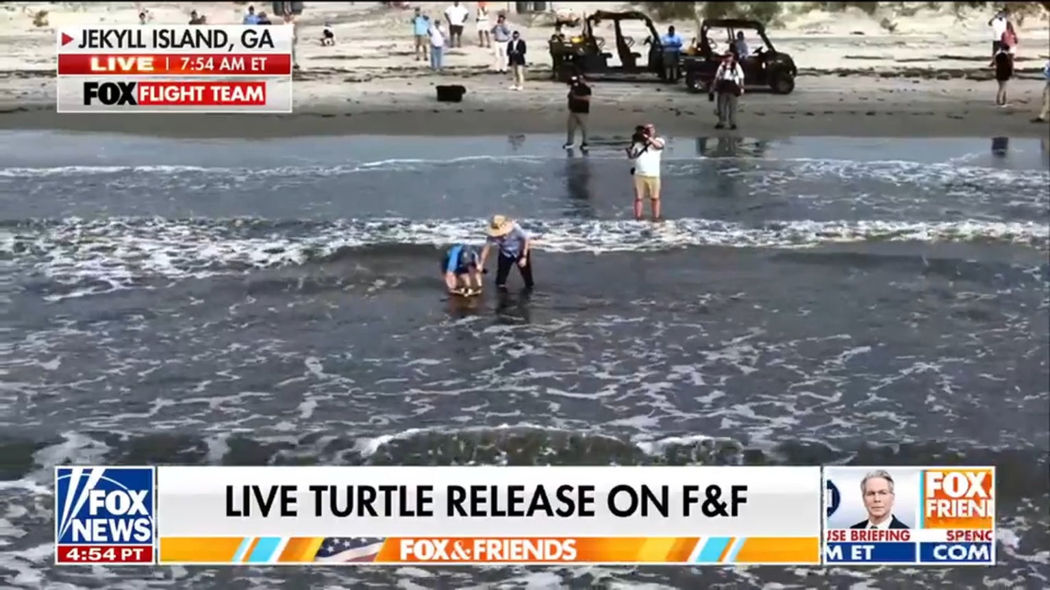 Endangered Kemp's ridley sea turtle released into ocean on Jekyll Island