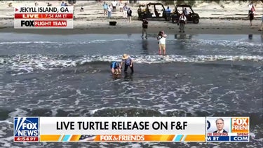 Endangered Kemp's ridley sea turtle released into ocean on Jekyll Island