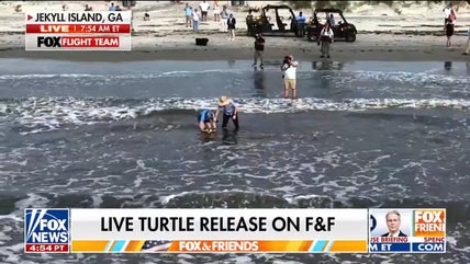 Endangered Kemp's ridley sea turtle released into ocean on Jekyll Island