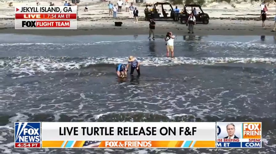 Endangered Kemp's ridley sea turtle released into ocean on Jekyll Island