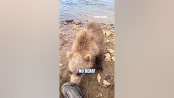 Baby bear stops to nibble on wildlife photographer's shoe