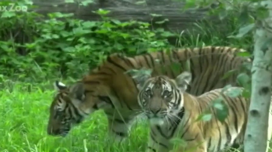 Whatever happened to zoo animals infected with the coronavirus?