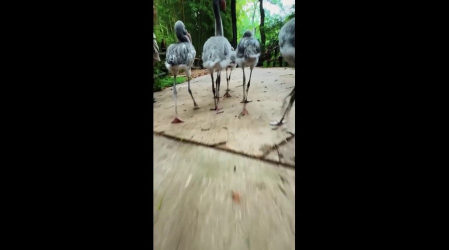 Young chicks join the flock at Fort Worth Zoo in Texas