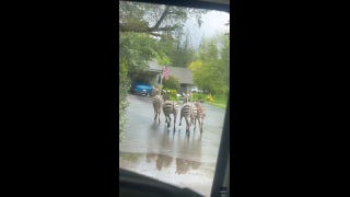 Washington motorist grabs video of 4 zebra running loose in the streets - Fox News