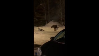 Moose charges at tourist who ignored warnings - Fox News