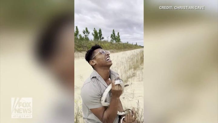 Georgia wildlife enthusiast catches rare pine snake in dramatic moment caught on camera