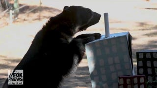 Bear celebrates 4th birthday ‘King Kong’ style by ripping through cardboard city - Fox News