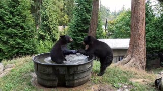 At the Oregon Zoo, bears are caught splashing in outdoor bathtub - Fox News