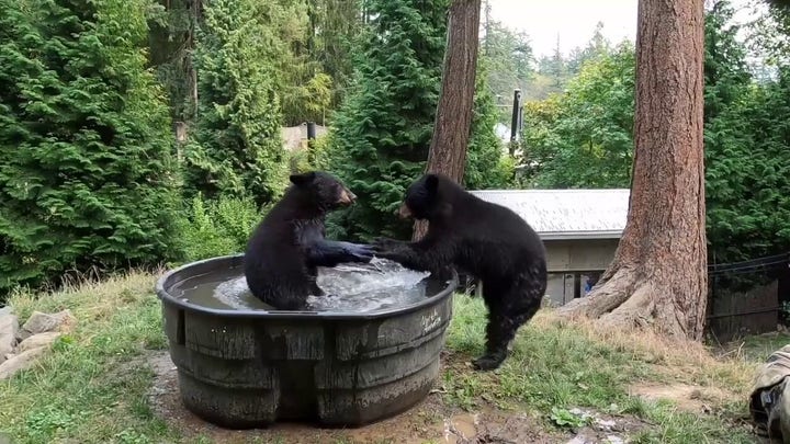 Bears seen splashing in outdoor bathtub at Oregon Zoo