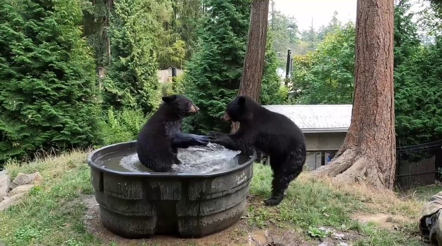 Bears seen splashing in outdoor bathtub at Oregon Zoo