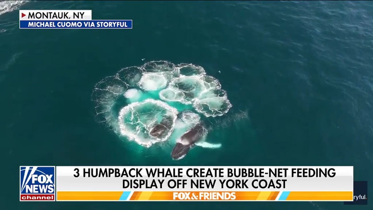 Humpback whales bubble-net feeding off New York coast caught on camera