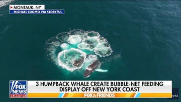 Humpback whales bubble-net feeding off New York coast caught on camera