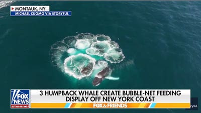 Humpback whales bubble-net feeding off New York coast caught on camera - Fox News