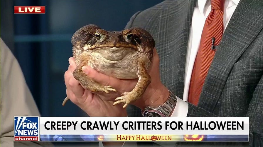 Creepy crawler bring spookiness to 'Fox & Friends'