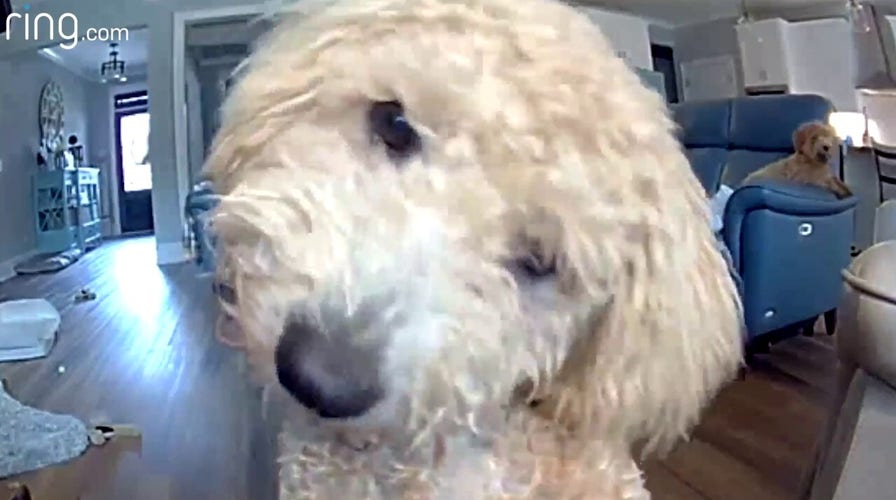 Poodle puppy hears owner's voice through Ring camera for the first time