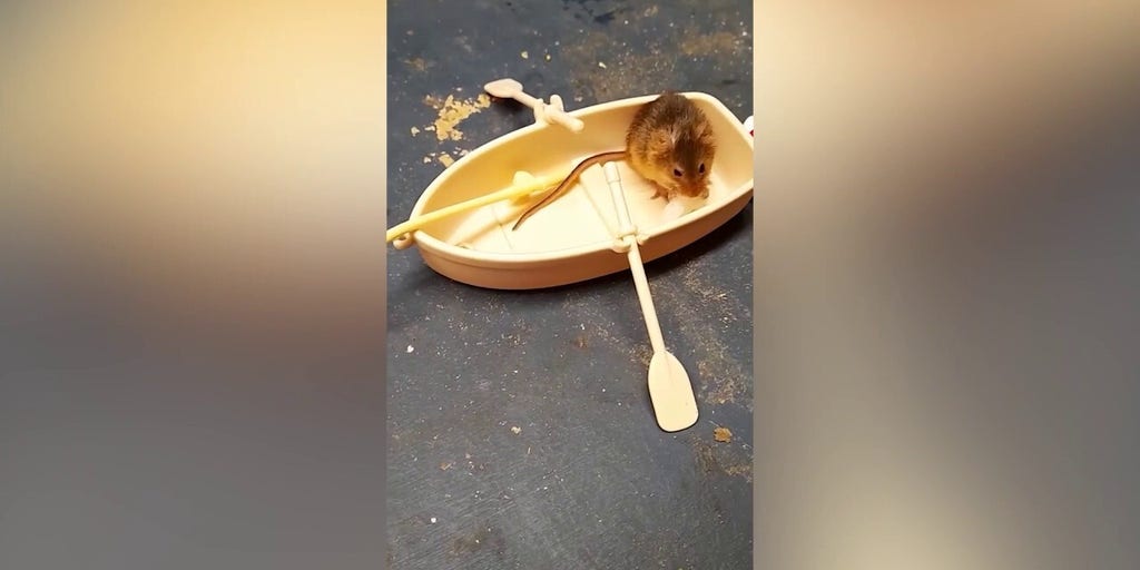 Harvest mouse dines on tiny breakfasts while living his playful life