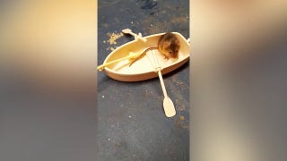 Harvest mouse dines on tiny breakfasts while living his playful life