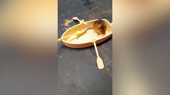 Harvest mouse dines on tiny breakfasts while living his playful life