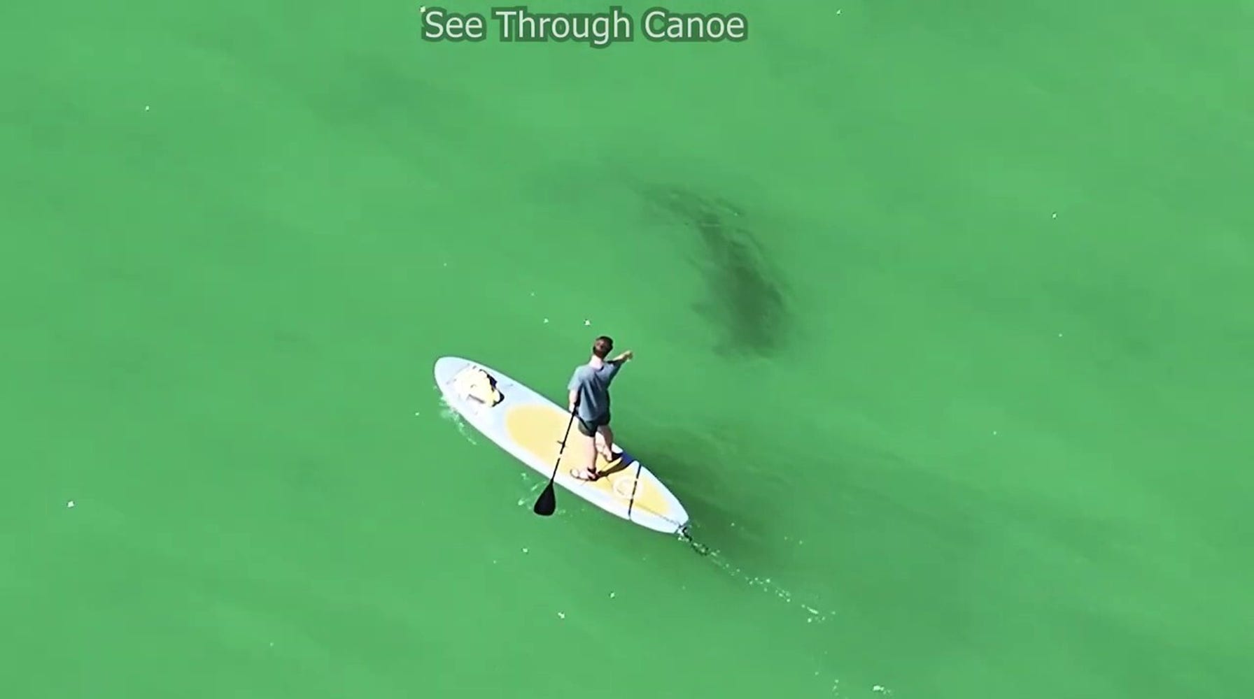 Hammerhead Shark Stalks Paddle Boarders in Florida