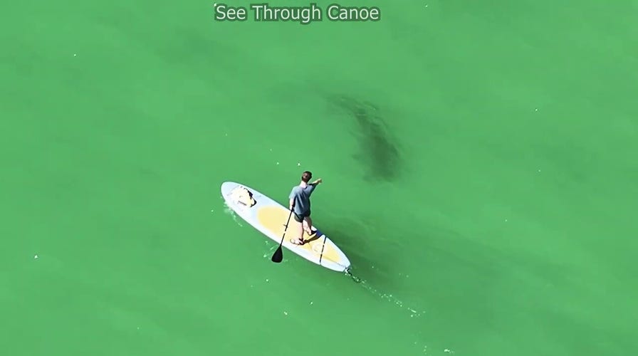Hammerhead shark in Florida seen circling paddleboarders