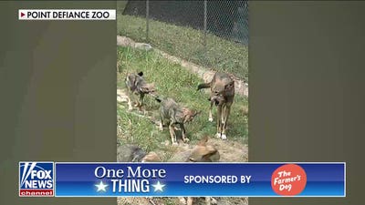 ‘The Five’ play an animal sounds game