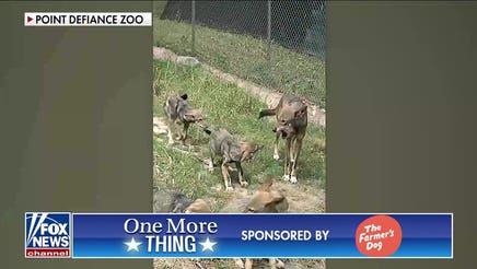 ‘The Five’ play an animal sounds game