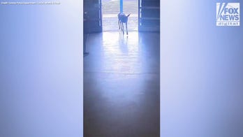 Watch as a young deer wanders into a store for some holiday shopping!