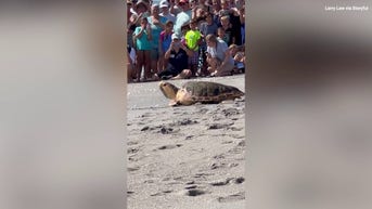 Turtle returns to SEA