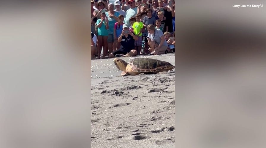 Watch as this rehabilitated sea turtle returns to the ocean — it's 'turt-ally' awesome! 