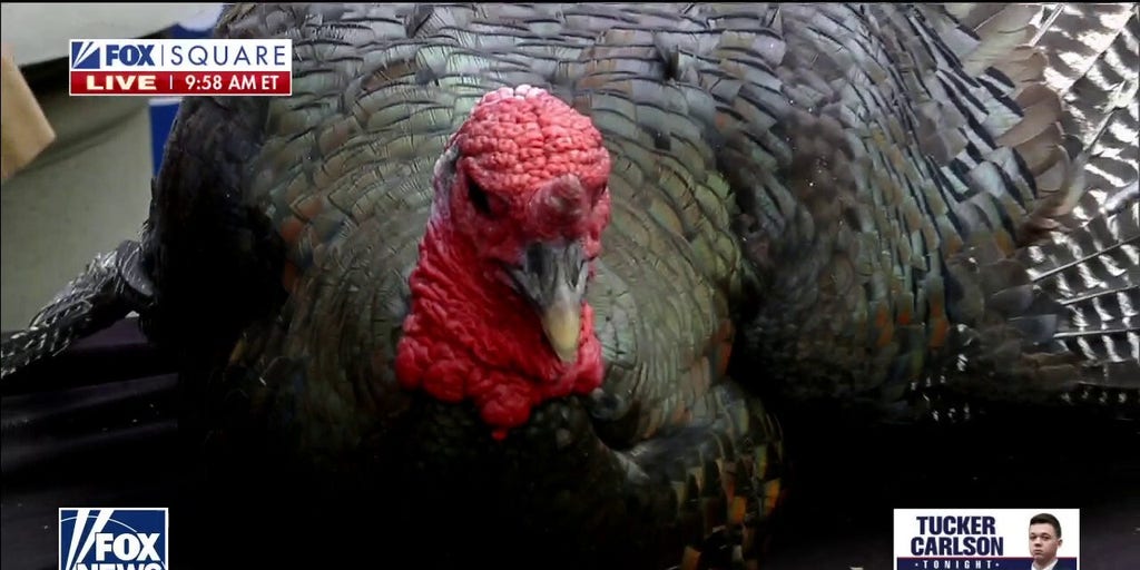 Fox & Friends Pardons Two Turkeys Ahead Of Thanksgiving | Fox News Video