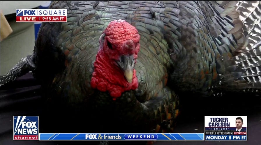 Fox & Friends pardons two turkeys ahead of Thanksgiving