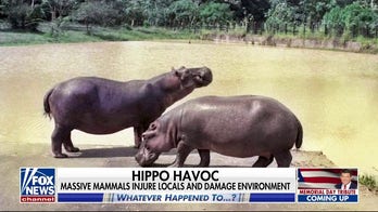 Whatever Happened To... cocaine hippos?