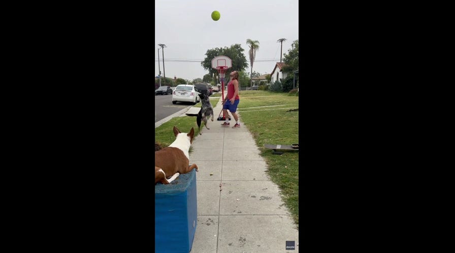 Dog skillfully shoots and scores a basket