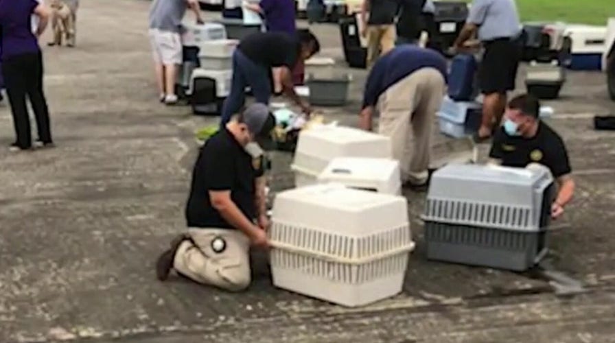 Animal rescue saves over 130 pets from path of Hurricane Laura 