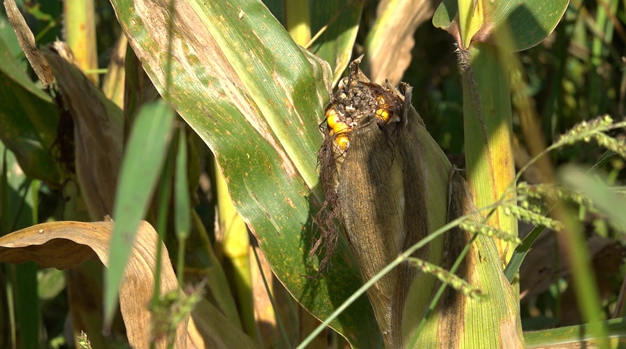 US farmers face extreme weather during fall harvest