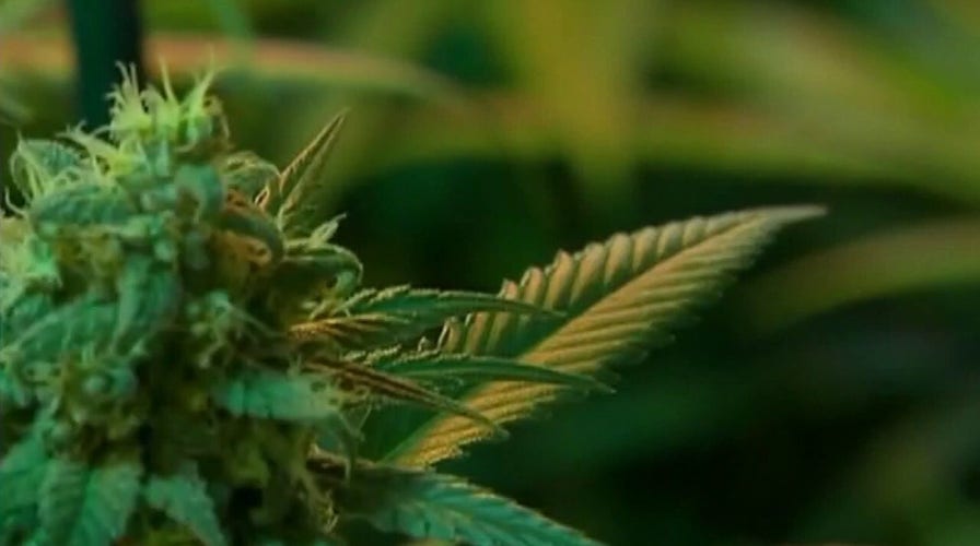 Marijuana use leads to increased rate of schizophrenia in men: Study