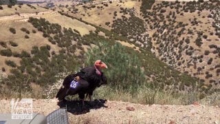 California condor is released back into the wild - Fox News