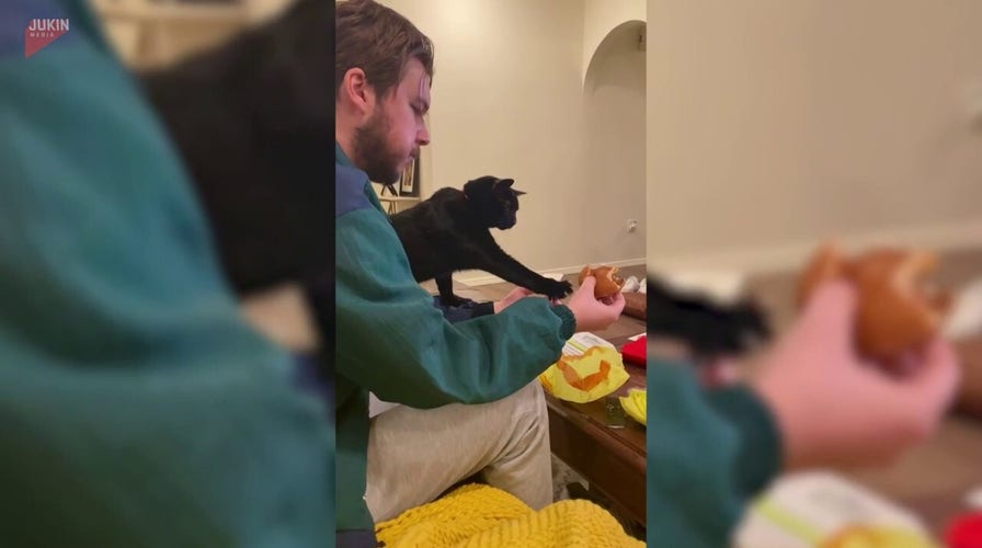 Hungry cat makes bold play for burger as owner holds firm in viral video