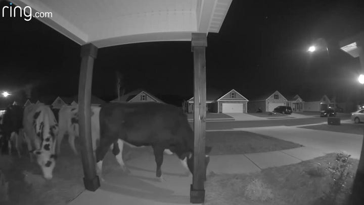 When the Cows Come Home
