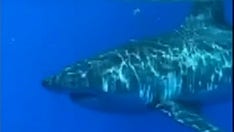 Florida fisherman shares up-close video of encounter with great white shark 20 miles off Jupiter Inlet