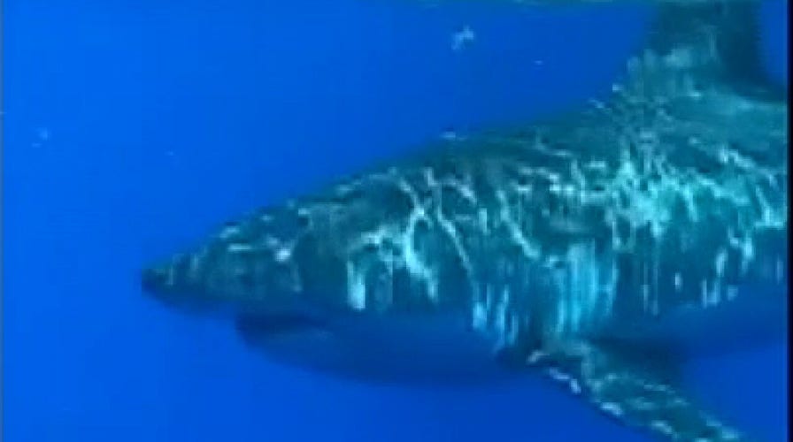Raw video: Great white shark spotted circling fishing boat off Florida coast