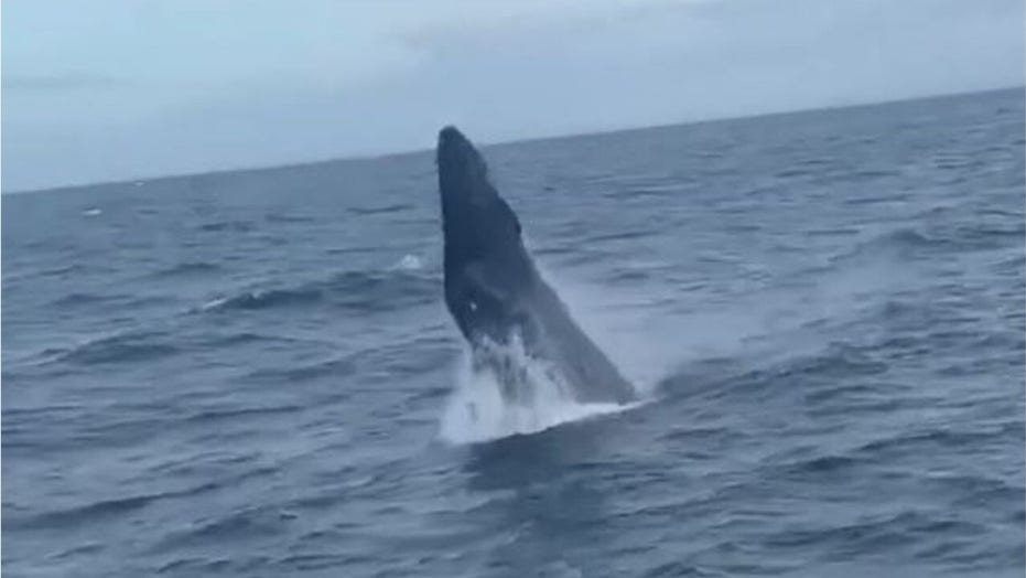 Incredible Footage of humpback Whale breaching yards away from boat