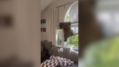 Curious bear cub breaks into family's Colorado house and makes itself at home