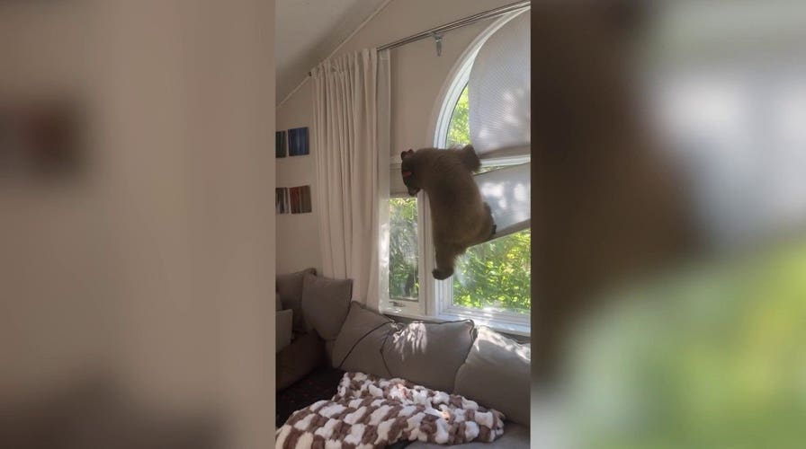 Curious bear cub breaks into family's Colorado house and makes itself at home