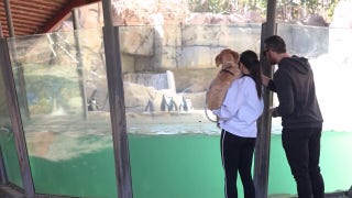 Canines pack Dallas Zoo as first-ever Dog Day proves tail-wagging hit