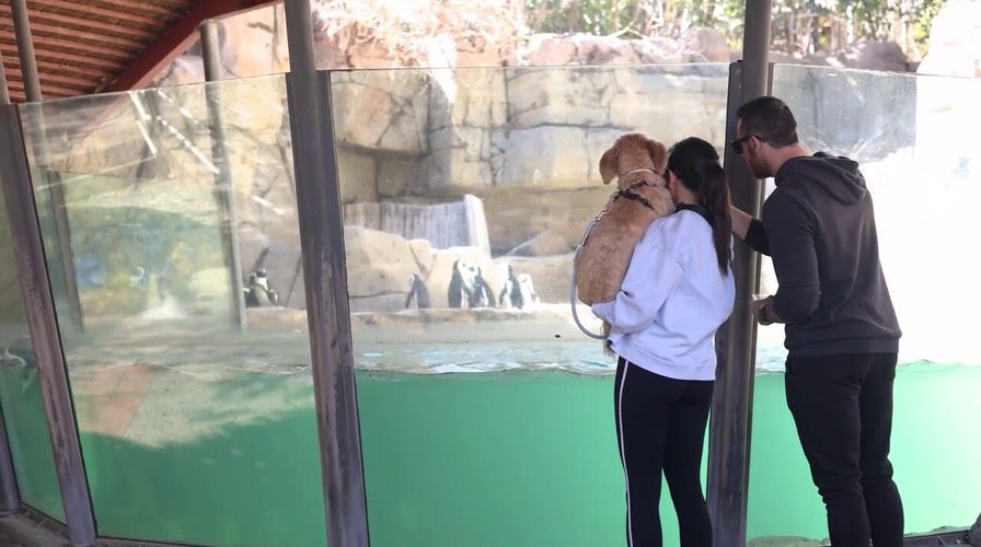 Canines pack Dallas Zoo as first-ever Dog Day proves tail-wagging hit