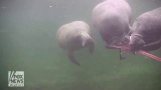 Manatees play with branches underwater thanks to windy storm - Fox News