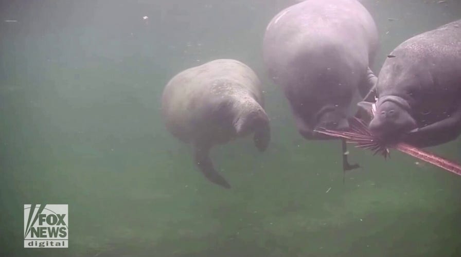 Manatees play with branches underwater thanks to windy storm