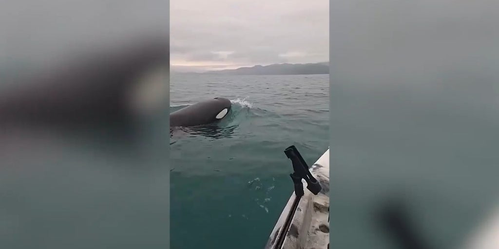 Orca swims under kayaker's boat in heart-stopping moment